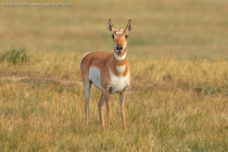 Pronghorn (Antilocapra americana)