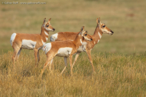 Pronghorn (Antilocapra americana)