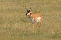 Pronghorn (Antilocapra americana)