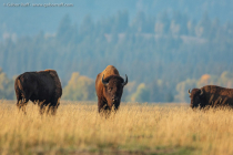 American Bison (Bison bison)