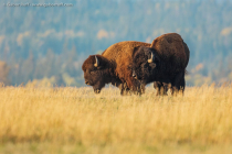 American Bison (Bison bison)