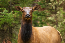 Elk (Cervus canadensis)