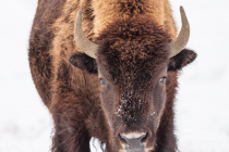 American Bison (Bison bison), cow