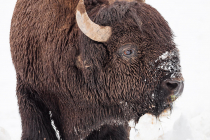 American Bison (Bison bison), bull