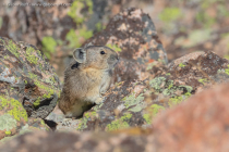 American Pika (Ochotona princeps)