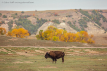 American Bison (Bison bison)