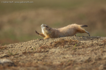 Black-tailed Prairie Dog (Cynomys ludovicianus)