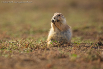 Black-tailed Prairie Dog (Cynomys ludovicianus)