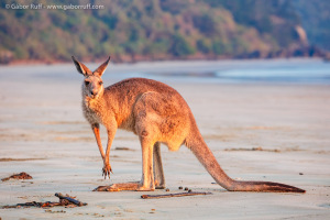 Eastern grey kangaroo (Macropus giganteus)