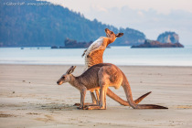 Eastern grey kangaroo (Macropus giganteus)
