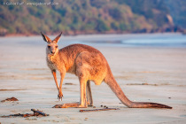 Eastern grey kangaroo (Macropus giganteus)