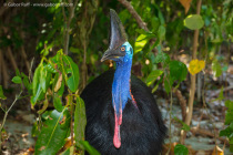 Southern cassowary (Casuarius casuarius)