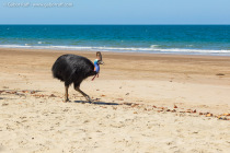 Southern cassowary (Casuarius casuarius)