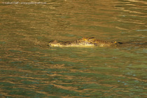 Saltwater crocodile (Crocodylus porosus)