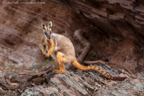 Yellow-footed rock-wallaby (Petrogale xanthopus)