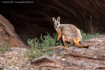 Yellow-footed rock-wallaby (Petrogale xanthopus)