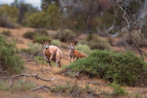 Common wallaroo (Osphranter robustus)