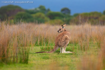 Eastern grey kangaroo (Macropus giganteus)