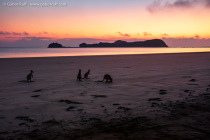Wallabies on the beach