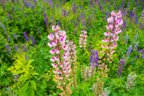 Bigleaf lupine (Lupinus polyphyllus)