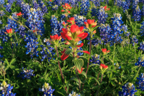 Indian paintbrush (Castilleja indivisa) and Bluebonnets (Lupinus sp.)