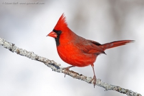 Northern Cardinal (Cardinalis cardinalis), male