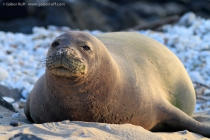 Hawaiian Monk Seal (Monachus schauinslandi)