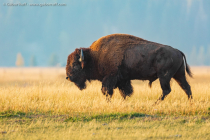 American Bison (Bison bison)