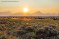 Bison Herd under the Teton Range