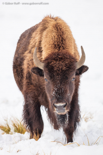 American Bison (Bison bison), cow