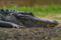 American Alligator (Alligator mississippiensis)