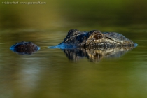 American Alligator (Alligator mississippiensis)