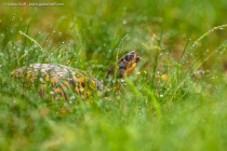 Common Box Turtle (Terrapene carolina)