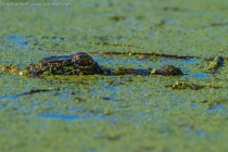 American Alligator (Alligator mississippiensis)