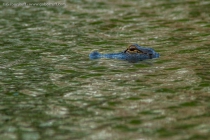 American Alligator (Alligator mississippiensis)