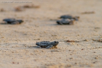 Kemp’s ridley sea turtle (Lepidochelys kempii)