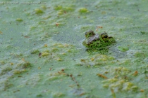 American Bullfrog (Lithobates catesbeianus)