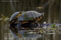 Red-eared Sliders (Trachemys scripta elegans)