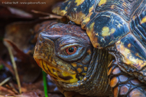 Common Box Turtle (Terrapene carolina)