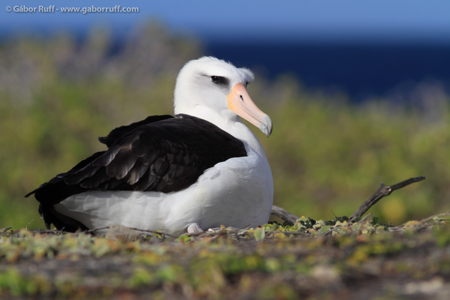 GR_121119_1798_laysan-albatross-1500x1000.jpg