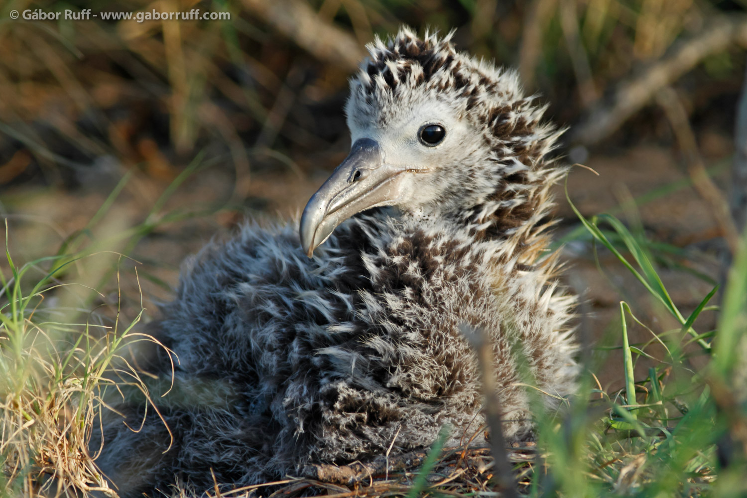 Laysan Albatross chick