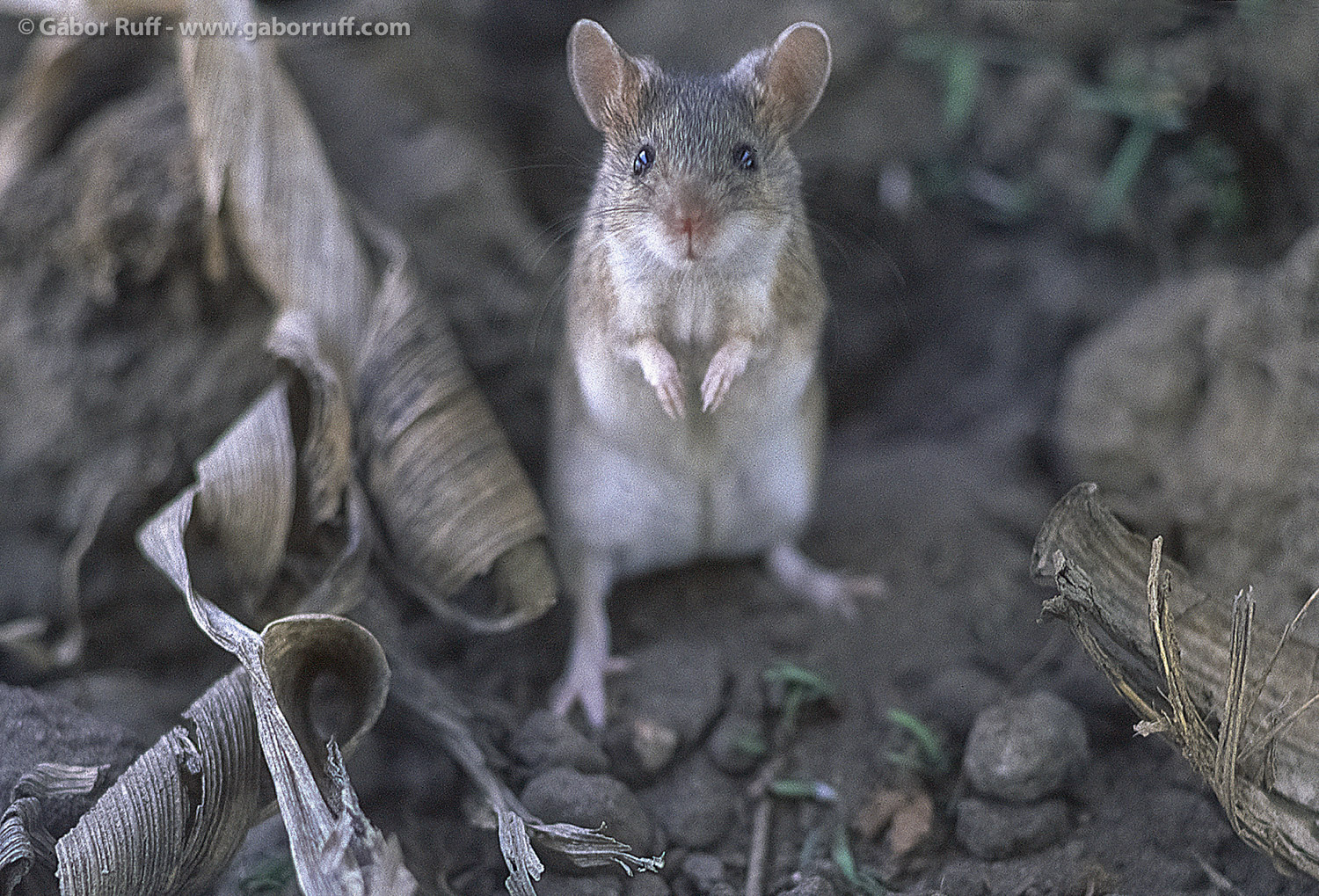 Steppe Mouse Steppe Mouse