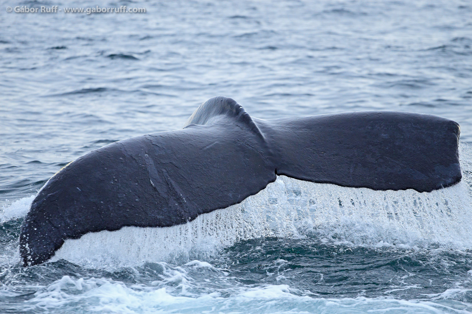 GR_100821_9708_humpback-whale-1500x1000.jpg