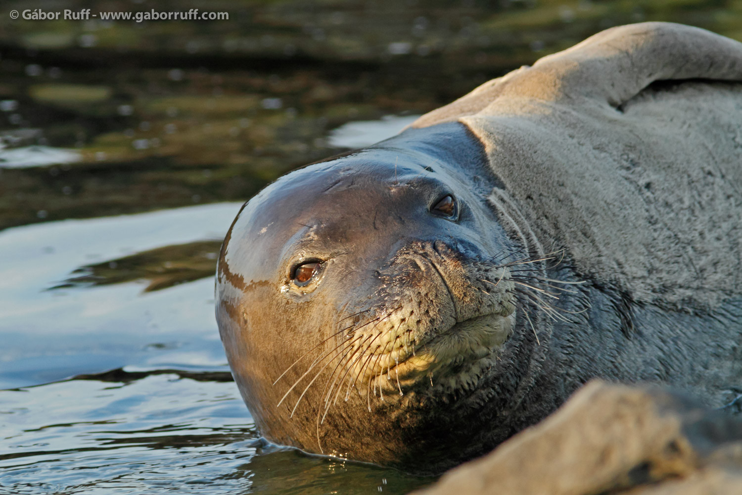 GR_130320_3779_monk-seal-1500x1000.jpg