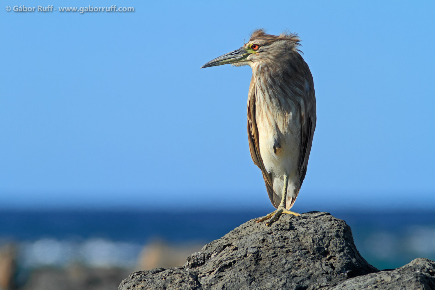 Juvenile Black-crowned Night Heron Juvenile Black-crowned Night Heron