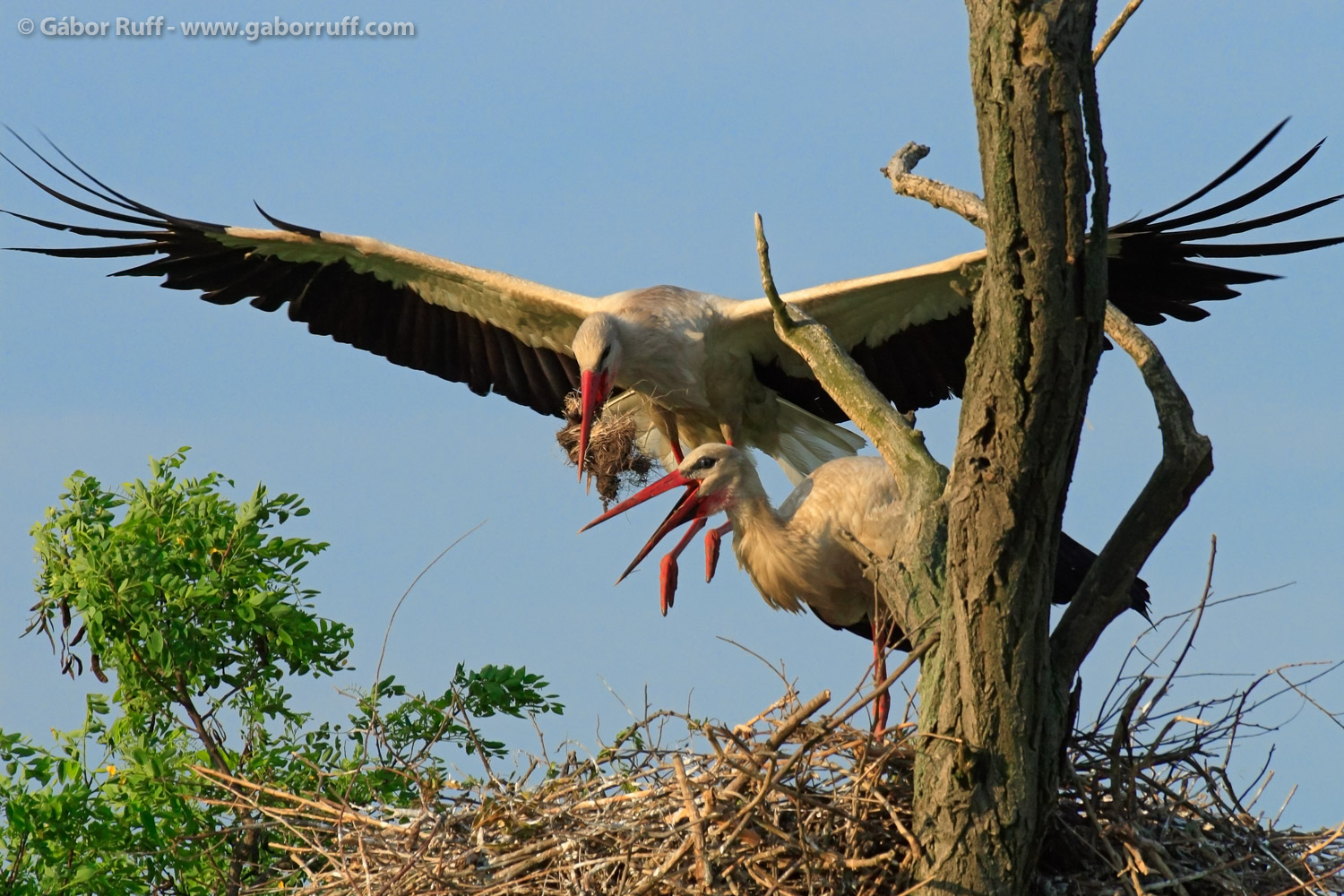 White Stork