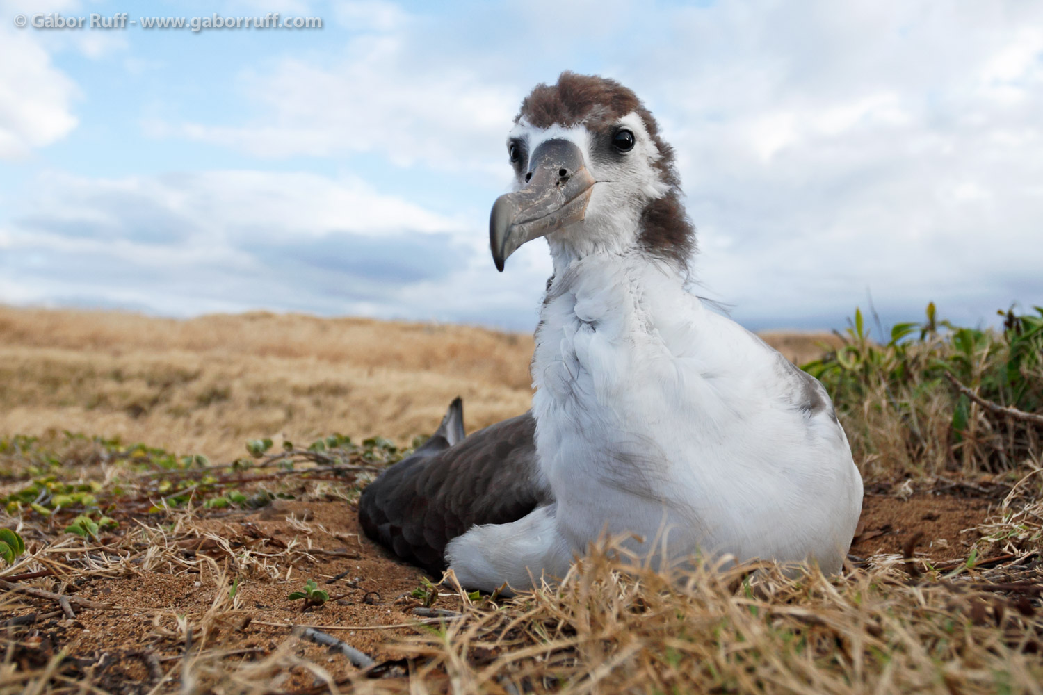 Juvenile Laysan Albatross Juvenile Laysan Albatross
