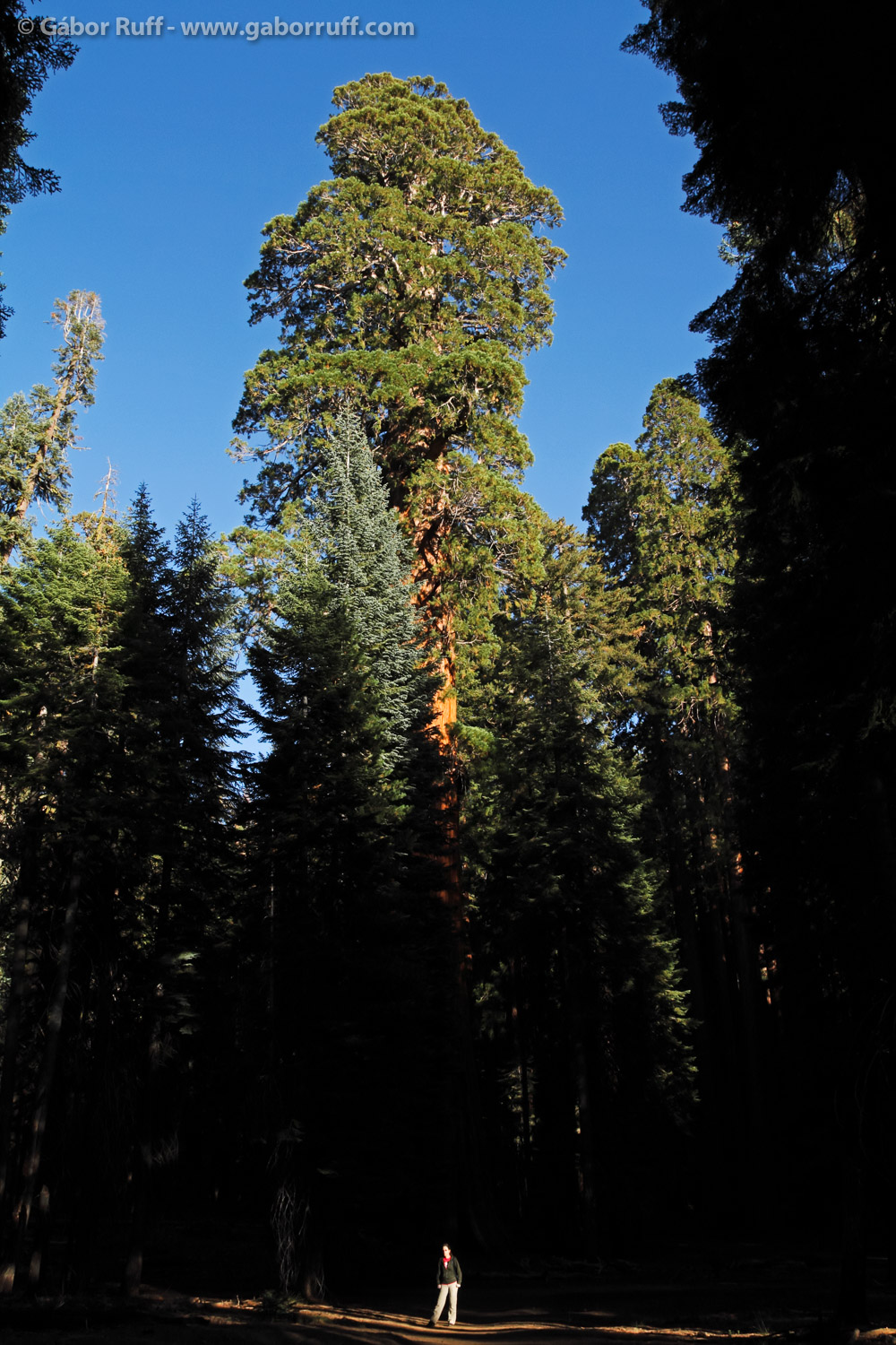 Giant Sequoia