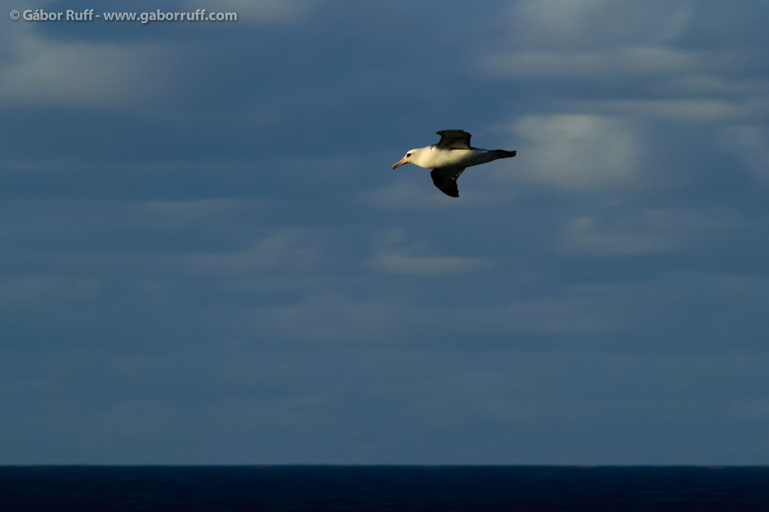 GR_131125_5645_laysan-albatross-1500x1000.jpg