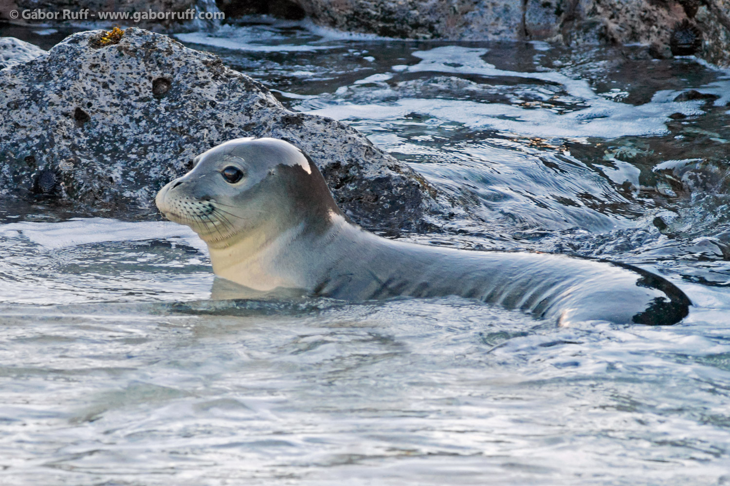 Young Hawaiian Monk Seal